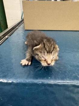 Otis -  Domestic Short Hair Cat for Adoption in Gainesville, Florida - Otis | PetCurious