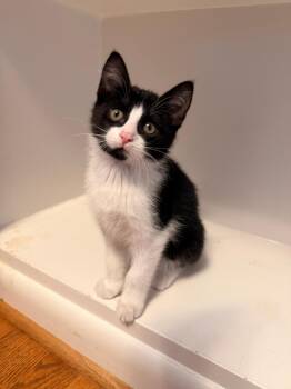 Gideon (must be adopted with a sibling) in Foster Care -  Domestic Short Hair Cat Available for Adoption in Ellicott City, Maryland - Gideon (must Be Adopted With A Sibling) In Foster Care | PetCurious