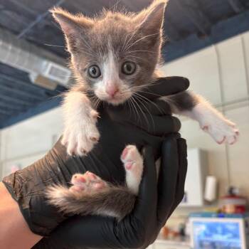 Maelo -  Domestic Short Hair Cat for Adoption in Huntington, West Virginia - Maelo | PetCurious