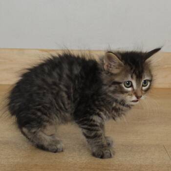 Crunchwrap Supreme C69234 -  Domestic Medium Hair Cat for Adoption in Minnetonka, Minnesota - Crunchwrap Supreme C69234 | PetCurious