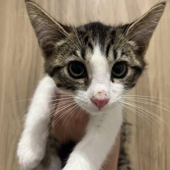 Rescue Domestic Short Hair Cats for Adoption in Santa Ana, California - Lurch | PetCurious