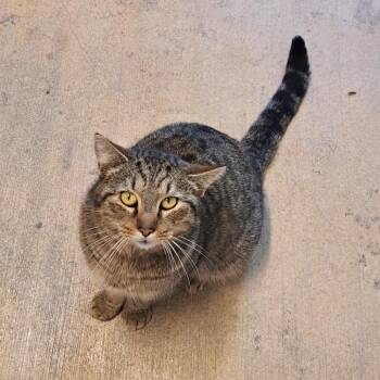 Domestic Short Hair Cats Available for Adoption - Reign | PetCurious