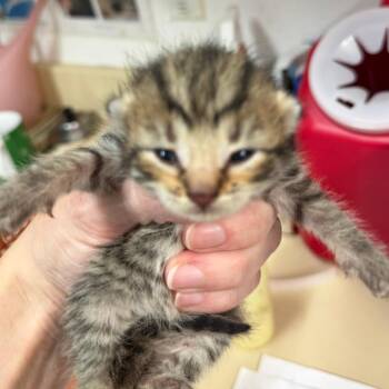 Domestic Short Hair Cats Available for Adoption in Ardmore, Oklahoma - Sienna | PetCurious