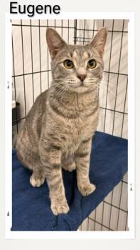Domestic Short Hair Cats Available for Adoption in Caistor Centre, Ontario - Eugene | PetCurious