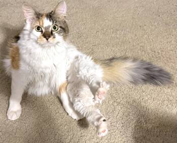 Turkish Angora Cats Available for Adoption - Dot | PetCurious