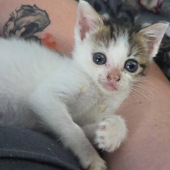 Princess Peach -  Domestic Short Hair Cat for Adoption in Bel Air, Maryland - Princess Peach | PetCurious