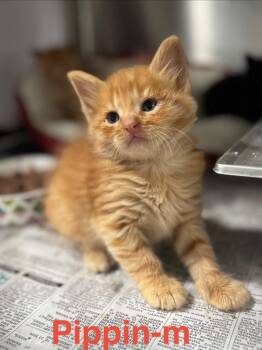 Tabby and Domestic Long Hair Cats Available for Adoption in Brookhaven, Mississippi - Pippin 26 | PetCurious