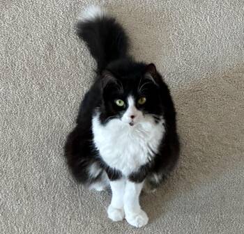 Tuxedo and Domestic Long Hair Cats Available for Adoption - Doodle (bonded With Dora) | PetCurious