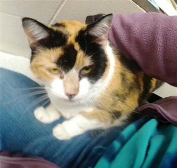MAISY -  Domestic Short Hair Cat for Adoption in Omaha, Nebraska - MAISY | PetCurious