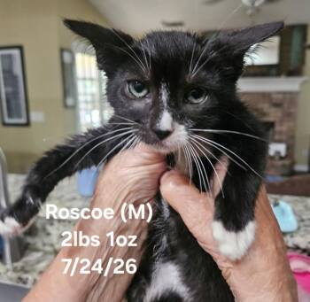 Roscoe -  Domestic Short Hair Cat for Adoption in Darien, Georgia - Roscoe | PetCurious