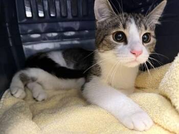 Mira -  Domestic Short Hair Cat for Adoption in Daytona Beach, Florida - Mira | PetCurious