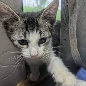 Andromeda aka Drama -  Domestic Short Hair Cat for Adoption in Greenwood, Missouri - Andromeda Aka Drama | PetCurious