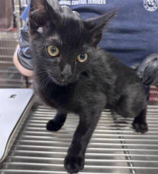 WILLY -  Domestic Short Hair Cat for Adoption in Norco, California - WILLY | PetCurious