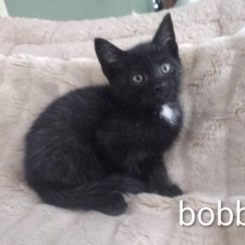 Baby Bobby -  Bombay and Domestic Short Hair Cat for Adoption in Wyandotte, Michigan - Baby Bobby | PetCurious