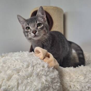 Rescue Domestic Short Hair Cats for Adoption in Albert Lea, Minnesota - Geronimo | PetCurious