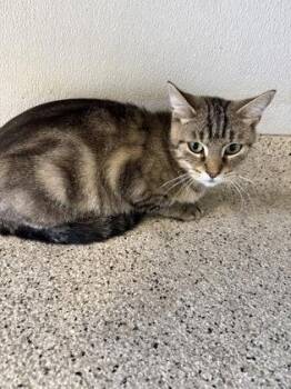 Alice -  Domestic Short Hair Cat for Adoption in Lafayette, Indiana - Alice | PetCurious