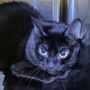 Domestic Short Hair Cats Available for Adoption in Manhattan, Kansas - Marshmallow | PetCurious