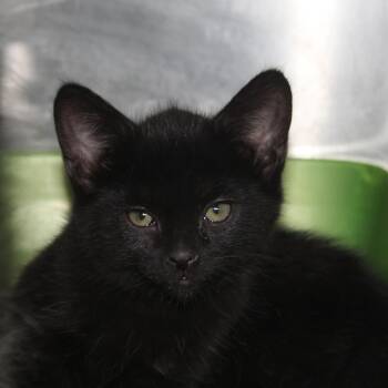 Tallahassee -  Domestic Short Hair Cat for Adoption in Yucca Valley, California - Tallahassee | PetCurious