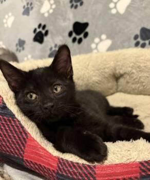 Rescue Domestic Short Hair Cats for Adoption in Seneca, South Carolina - Mr Ham $50 | PetCurious