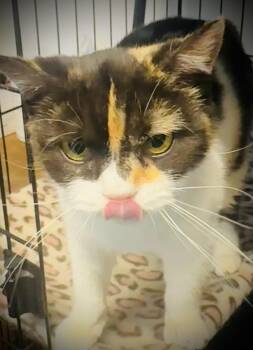 Riona -  Manx Cat Available for Adoption in Jackson, Georgia - Riona | PetCurious