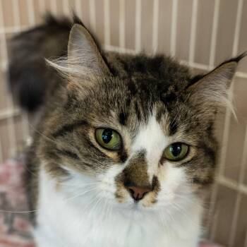 Domestic Medium Hair Cats Available for Adoption in Lapeer, Michigan - Princess | PetCurious