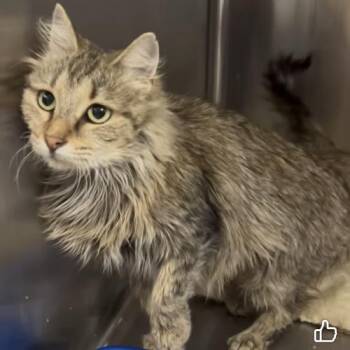 Junie -  Domestic Long Hair Cat for Adoption in Fishers, Indiana - Junie | PetCurious