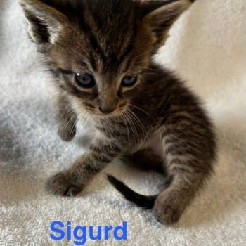 American Shorthair Cats Available for Adoption in Paulina, Louisiana - Sigurd | PetCurious