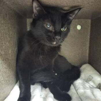 Domestic Short Hair Cats Available for Adoption in Pueblo, Colorado - SNAP DRAGON | PetCurious