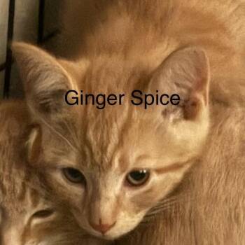 Ginger Spice -  Domestic Short Hair Cat for Adoption in Quakertown, Pennsylvania - Ginger Spice | PetCurious