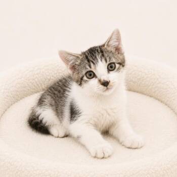 Kai -  Domestic Short Hair Cat for Adoption in Redwood Falls, Minnesota - Kai | PetCurious