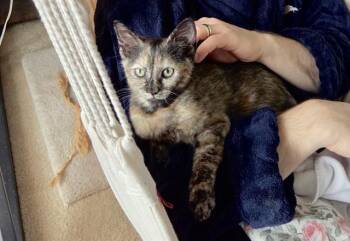 DUCHESS -  Domestic Short Hair Cat for Adoption in Kent, Washington - DUCHESS | PetCurious