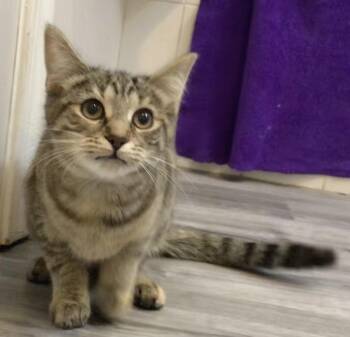 Domestic Short Hair Cats Available for Adoption in Lemoyne, Pennsylvania - Kubaba | PetCurious