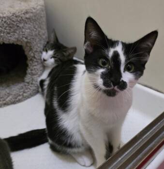 Rescue Tuxedo Cats for Adoption in Vacaville, California - Moo | PetCurious