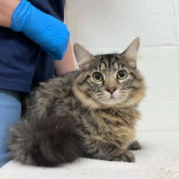 Macadamia -  Domestic Medium Hair Cat for Adoption in Harrisonburg, Virginia - Macadamia | PetCurious