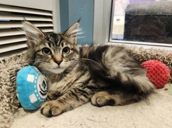 Rescue Domestic Short Hair Cats for Adoption in Santa Clara, California - TABITHA | PetCurious