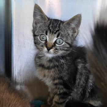 Bigfoot -  Domestic Medium Hair Cat for Adoption in Asheville, North Carolina - Bigfoot | PetCurious