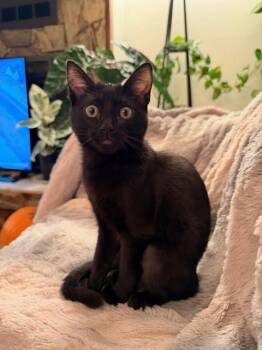 Rescue Domestic Short Hair Cats for Adoption in Burnaby, British Columbia - Clover | PetCurious