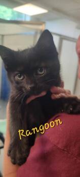 Rangoon -  Domestic Short Hair Cat for Adoption in New Kensington, Pennsylvania - Rangoon | PetCurious