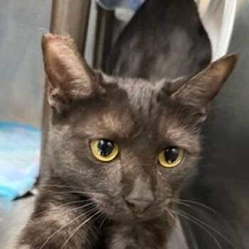 Domestic Short Hair Cats Available for Adoption - Valentina | PetCurious