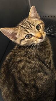 Chuck -  Domestic Short Hair Cat for Adoption in Columbia, Tennessee - Chuck | PetCurious