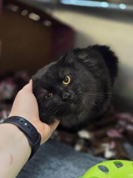 Meatloaf -  Domestic Long Hair and Domestic Short Hair Cat for Adoption in Westland, Michigan - Meatloaf | PetCurious