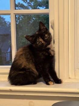 Sandy -  Tortoiseshell Cat for Adoption in Toronto, Ontario - Sandy | PetCurious