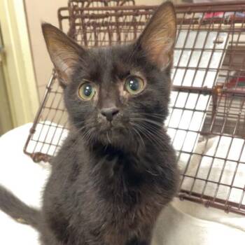 PJ -  Domestic Short Hair Cat for Adoption in Chicago, Illinois - PJ | PetCurious