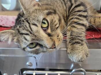 Slurpee -  Domestic Short Hair Cat for Adoption in New Westminster, British Columbia - Slurpee | PetCurious