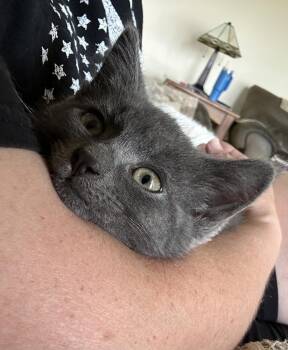 Wasabi -  Domestic Short Hair Cat for Adoption - Wasabi | PetCurious