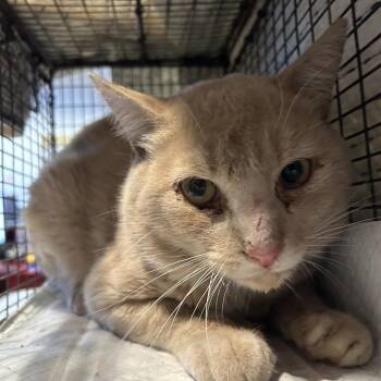 IVHS-Stray-142398 -  Domestic Short Hair Cat for Adoption in San Gabriel, California - IVHS-Stray-142398 | PetCurious