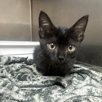Moon -  Domestic Short Hair Cat for Adoption in Lakeland, Florida - Moon | PetCurious