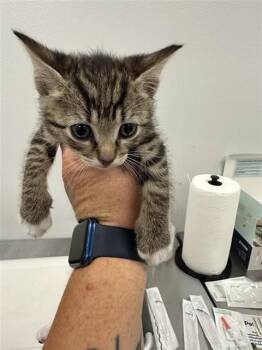 Domestic Short Hair Cats Available for Adoption in Corpus Christi, Texas - DEWEY | PetCurious