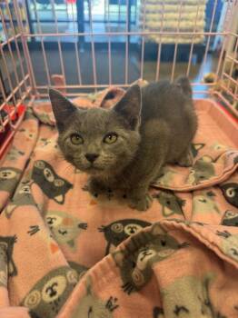 Romeo -  American Shorthair Cat for Adoption in Effingham, Illinois - Romeo | PetCurious