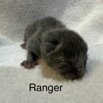 Ranger -  Domestic Short Hair Cat for Adoption in Lynchburg, Virginia - Ranger | PetCurious